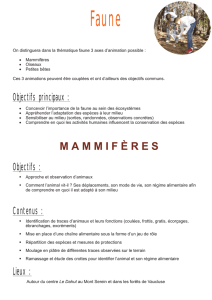 MaMMifères - La Ligue 84
