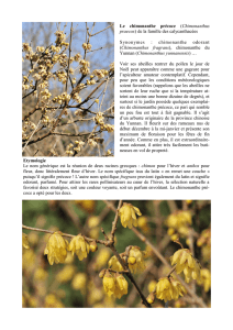 Le chimonanthe précoce (Chimonanthus praecox) de la famille des