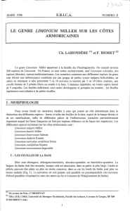 le genre limonium miller sur les côtes armoricaines