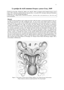 Le poulpe de récif commun Octopus cyanea Gray, 1849