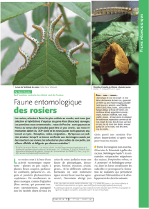 Insectes des rosiers / Insectes n° 143