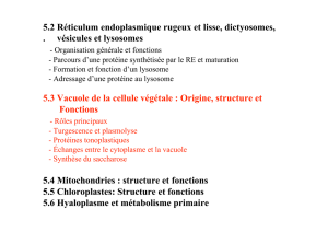 Diapositive 31 5.2 Réticulum endoplasmique rugeux et lisse