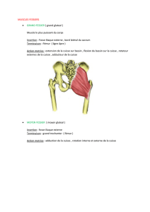MUSCLES FESSIERS • GRAND FESSIER ( grand gluteal ) Muscle
