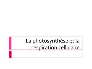 La photosynthèse et la respiration cellulaire Deux fonctions vitales