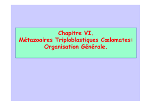 Chapitre VI. Métazoaires Triploblastiques Cœlomates: Organisation