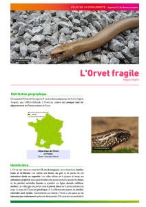 L`Orvet fragile - Agenda 21