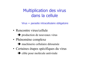 Multiplication des virus dans la cellule