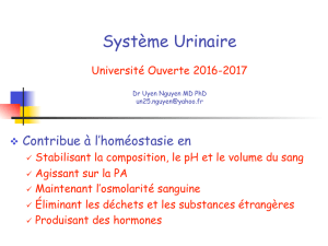 Système Urinaire - Université ouverte