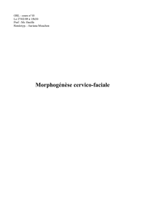 Morphogénèse cervico