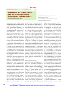 Réparation du cortex adulte lésé par transplantation de neurones