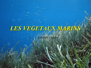 Les végétaux marins