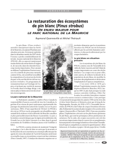 La restauration des écosystèmes de pin blanc (Pinus strobus)