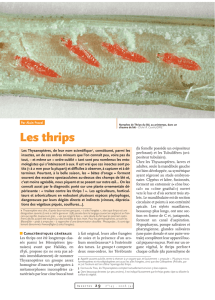 Les thrips / Insectes n° 143