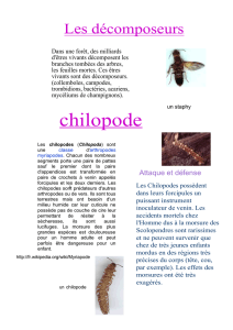 chilopode - Ecole de Moudon