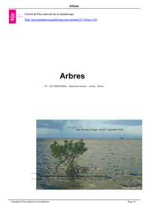 Arbres - Parc national de la Guadeloupe