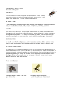 DROSOPHILE (Mouche à fruits) Drosophila melanogaster