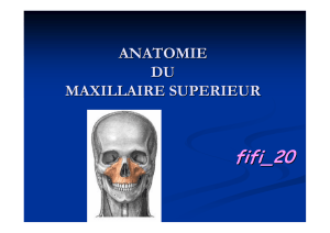 anatomie du maxillaire