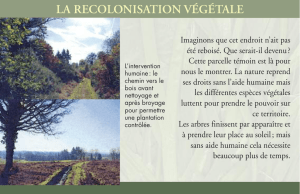 la recolonisation végétale - Sentier de l`Arbre et de l`Abeille, Javerdat