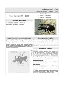 Le Lucane cerf-volant Lucanus cervus (Linné, 1758) Code Natura