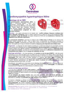 Cardiomyopathie hypertrophique féline