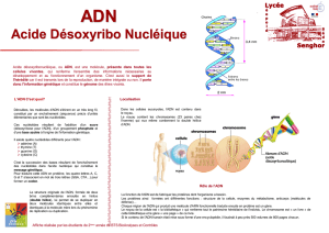 Acide Désoxyribo Nucléique