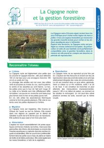 La Cigogne noire et la gestion forestière