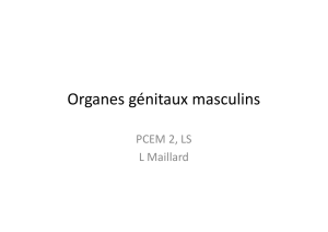 Organes génitaux masculins