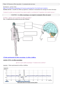 Thème 3-B Neurone et fibre musculaire : la communication