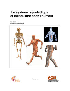 Le système squelettique et musculaire chez l`humain