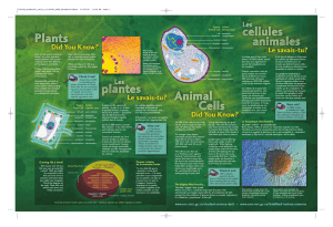 plant and animal cells • les cellules végétales et animales