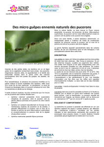 Des micro guêpes ennemis naturels des pucerons