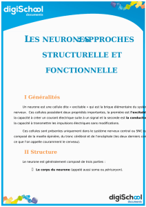 les neurones - cloudfront.net