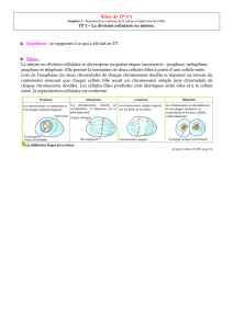 Bilan du TP1 : la division cellulaire ou mitose