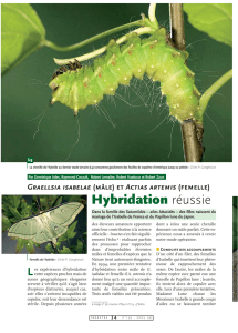 Hybridation de papillons / Insectes n° 139