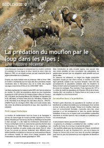 La prédation du mouflon par le loup dans les Alpes :