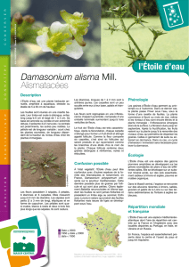 Damasonium alisma Mill. - Conservatoire botanique national du