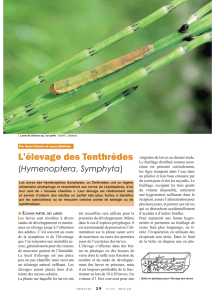 L`élevage des tenthrèdes / Insectes n° 174