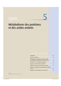 Métabolisme des protéines et des acides aminés