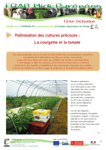 Pollinisation des cultures précoces : courgette et tomate