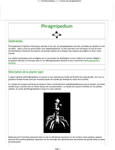Phragmipedium - Site des orchidouxdingues