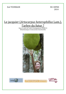 Le jacquier (Artocarpus heterophillus Lam.), l`arbre du futur ?