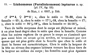 lepturus n. sp. (pl. IV, fig. 15).