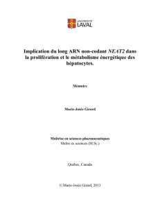 Implication du long ARN non-codant Neat2 dans la prolifération et le