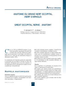 anatomie du grand nerf occipital