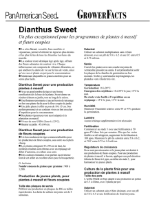 Dianthus Sweet