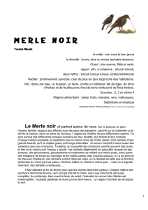 merlenoir - Fondation Hainard