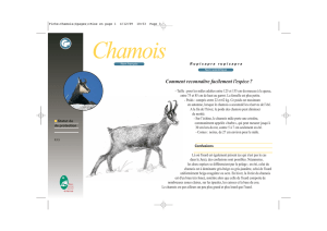 Chamois - Parc naturel régional du Haut-Jura