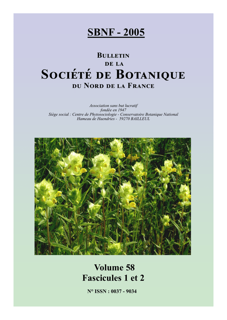 Campanula poscharskyana/serbe Bell Fleur/Hardy vivace/150 graines 