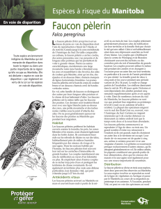 Faucon pèlerin