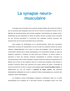 La synapse neuro- musculaire